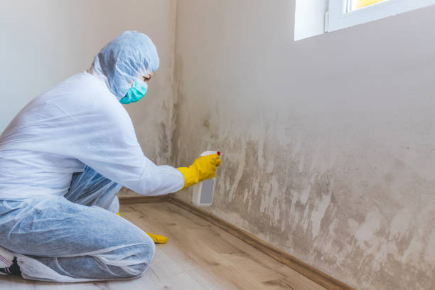 Crawl Space Mold Remediation treatment of floor joists in Battle Ground