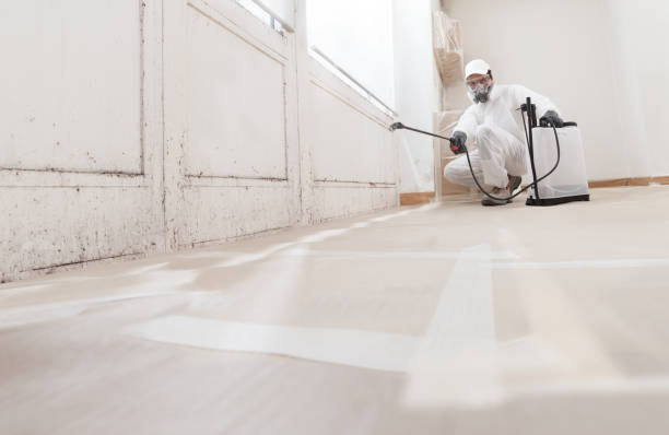 Black mold remediation team in Battle Ground